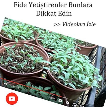 eryaman çiftliği